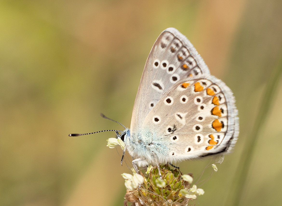 Silver-studded Blue (Plebejus arguss), Sečovlje Salina Nature Park, Piran, Slovenia