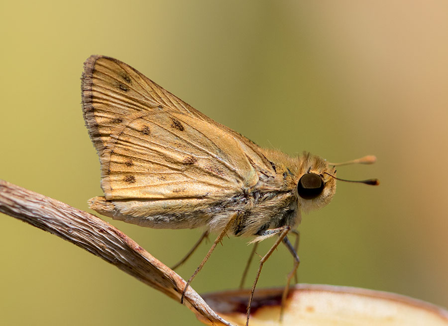 Female Fiery Skipper, Kai Luum, Mérida, Mexico
