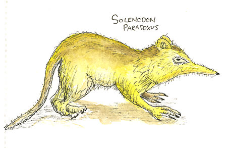 Solenodon from Dominican Republic