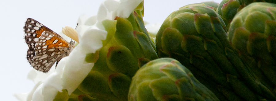 Sonoran Metalmark (Apodemia mejicanus), southern Arizona
