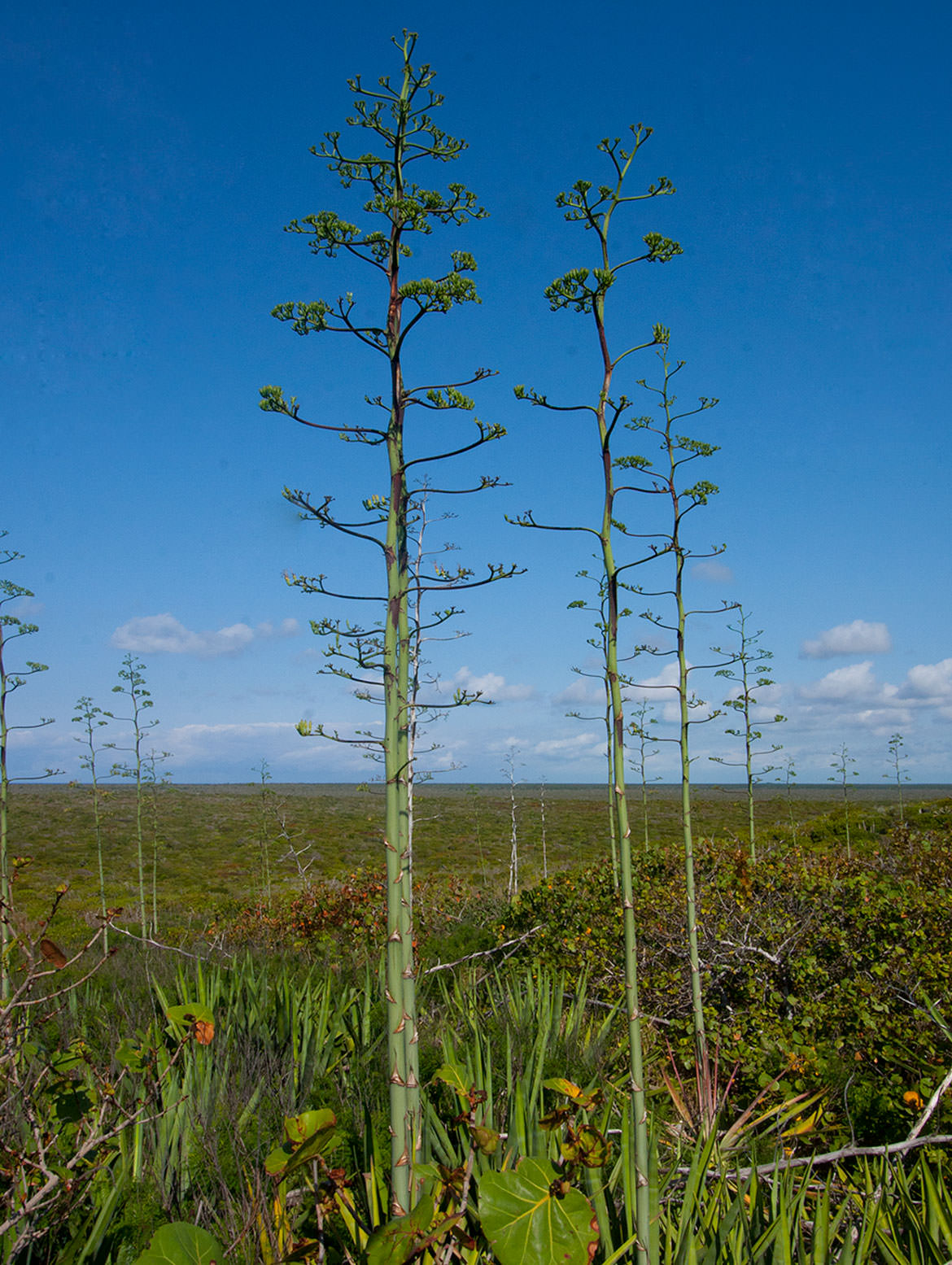 Sisal Plants at Hole-in-the-Wall, Abaco Islands.