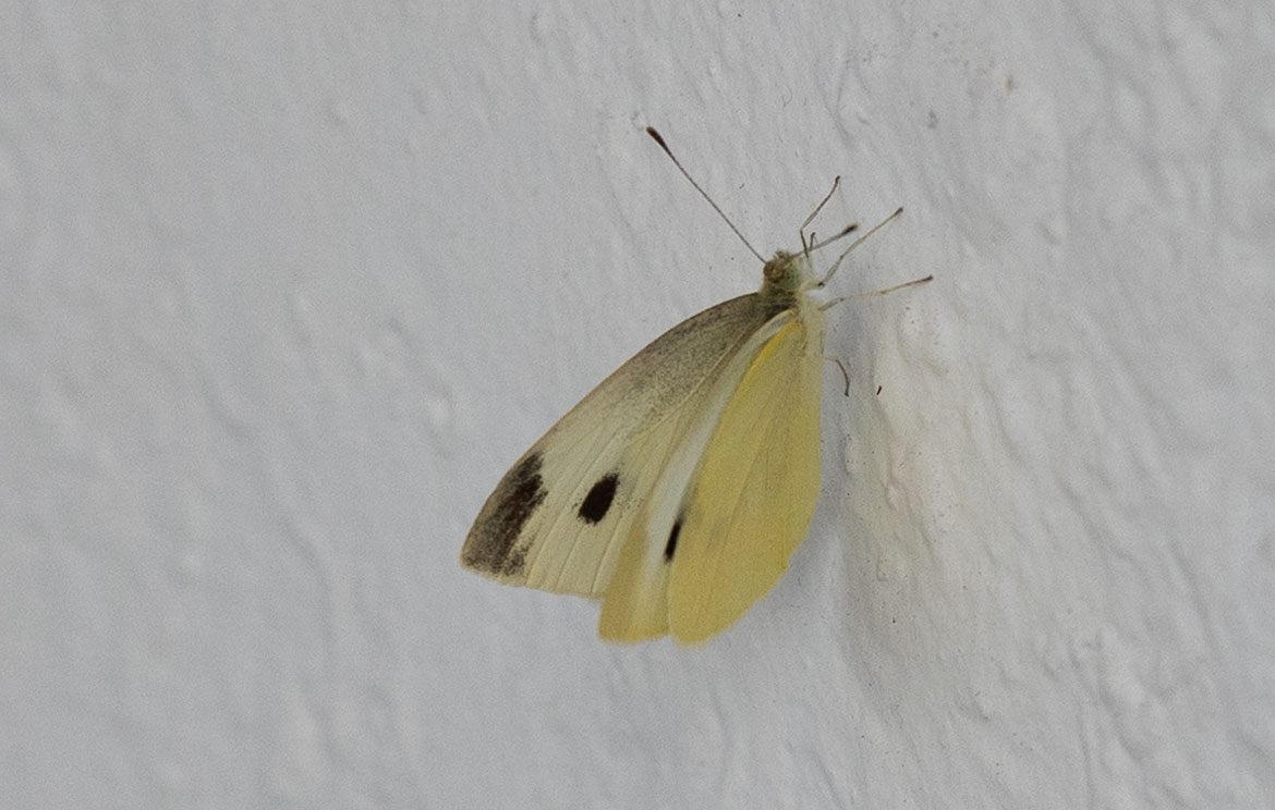 Southern Small White (Pieris mannii), Naoussa, Paros, Greece