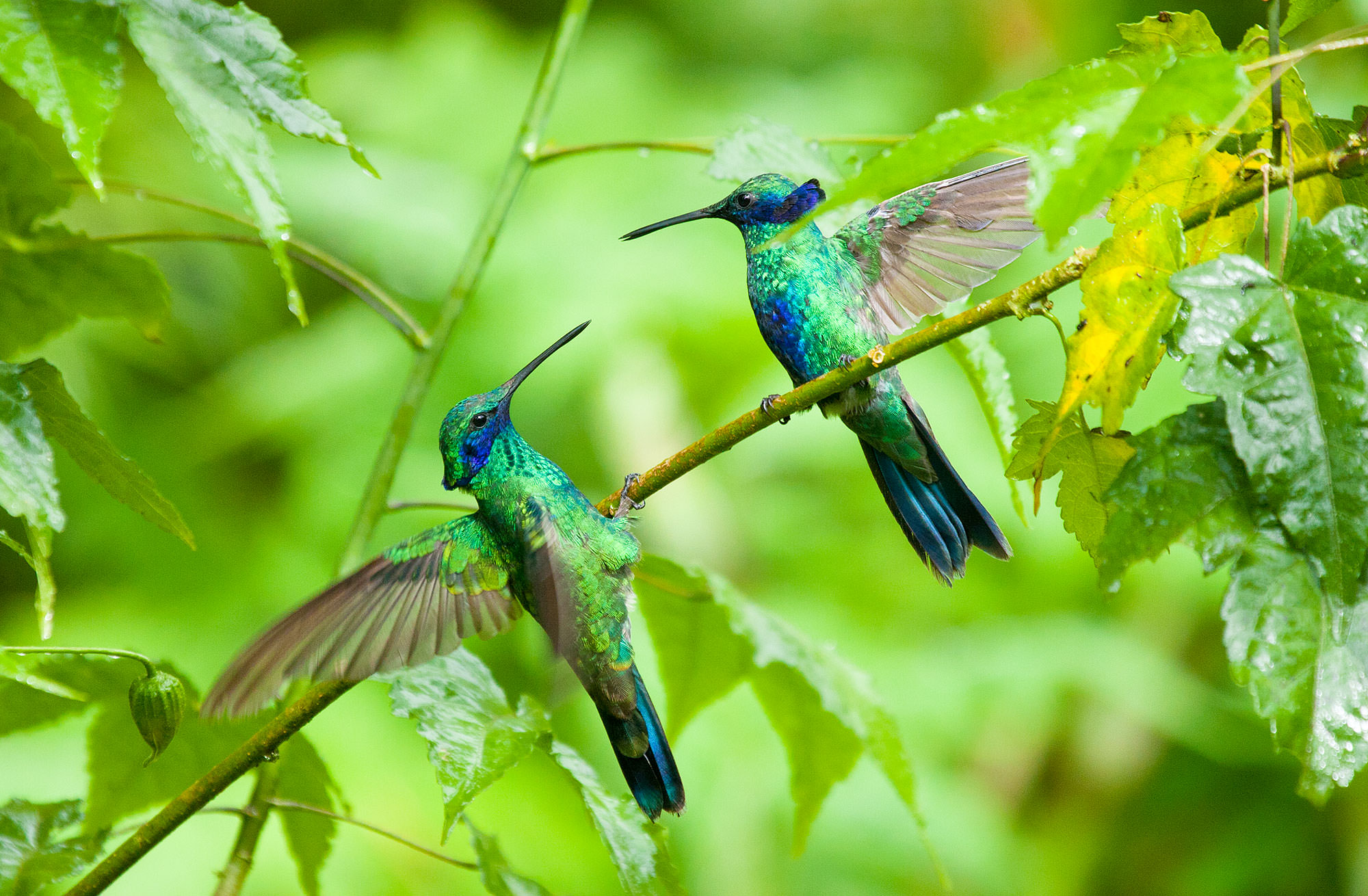 Sparkling Violetear Hummingbirds in the Papallacta Pass