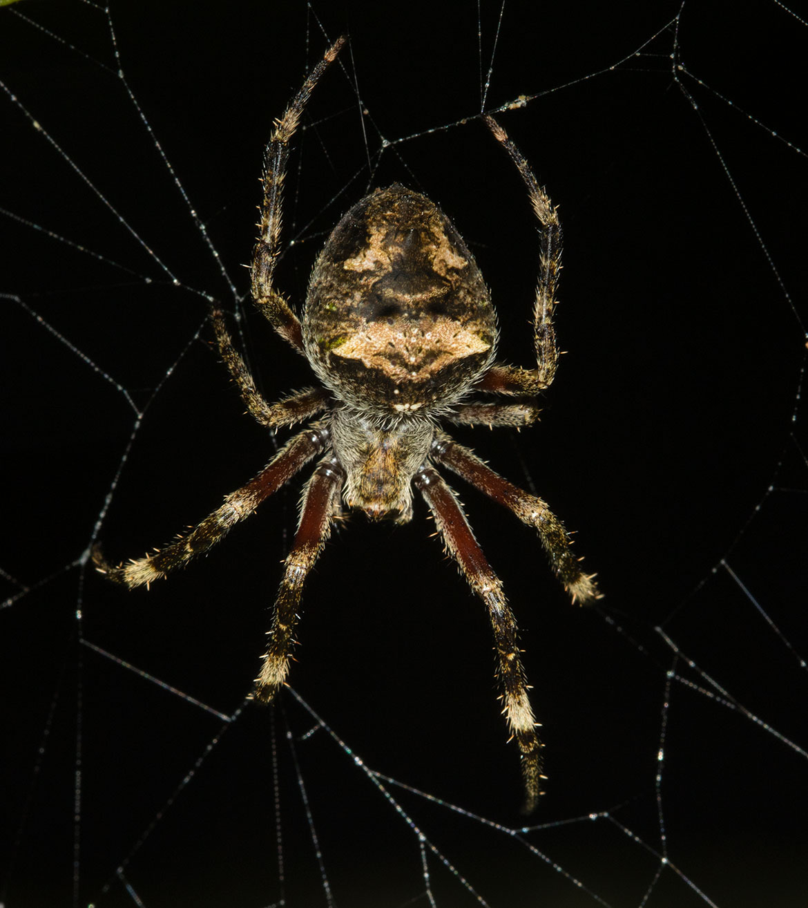Unidentified orb-weaver spider from Tambopata, Peru perched on web at night