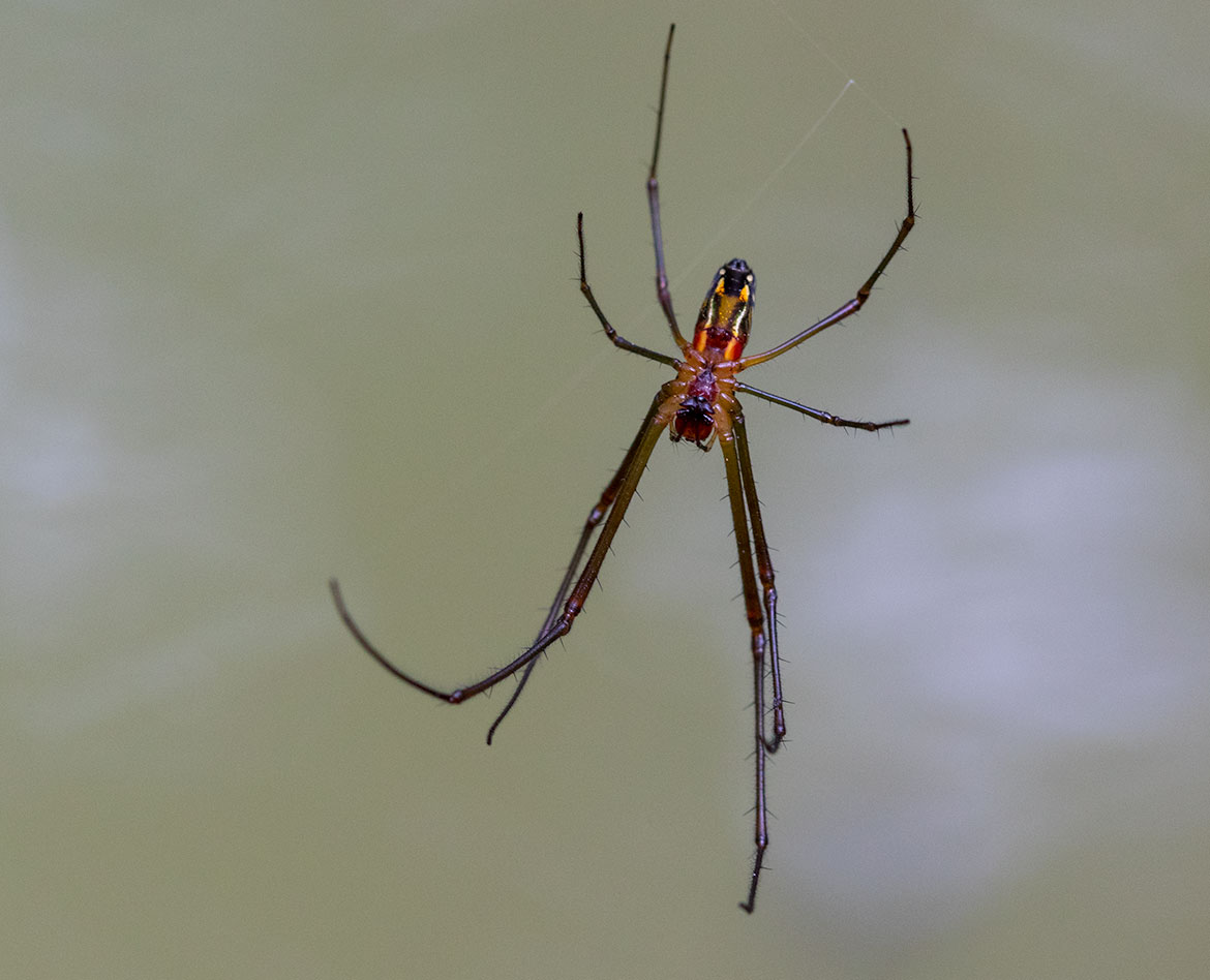 Unidentified orange spider from Progreso, Yucatán, Mexico suspended over water