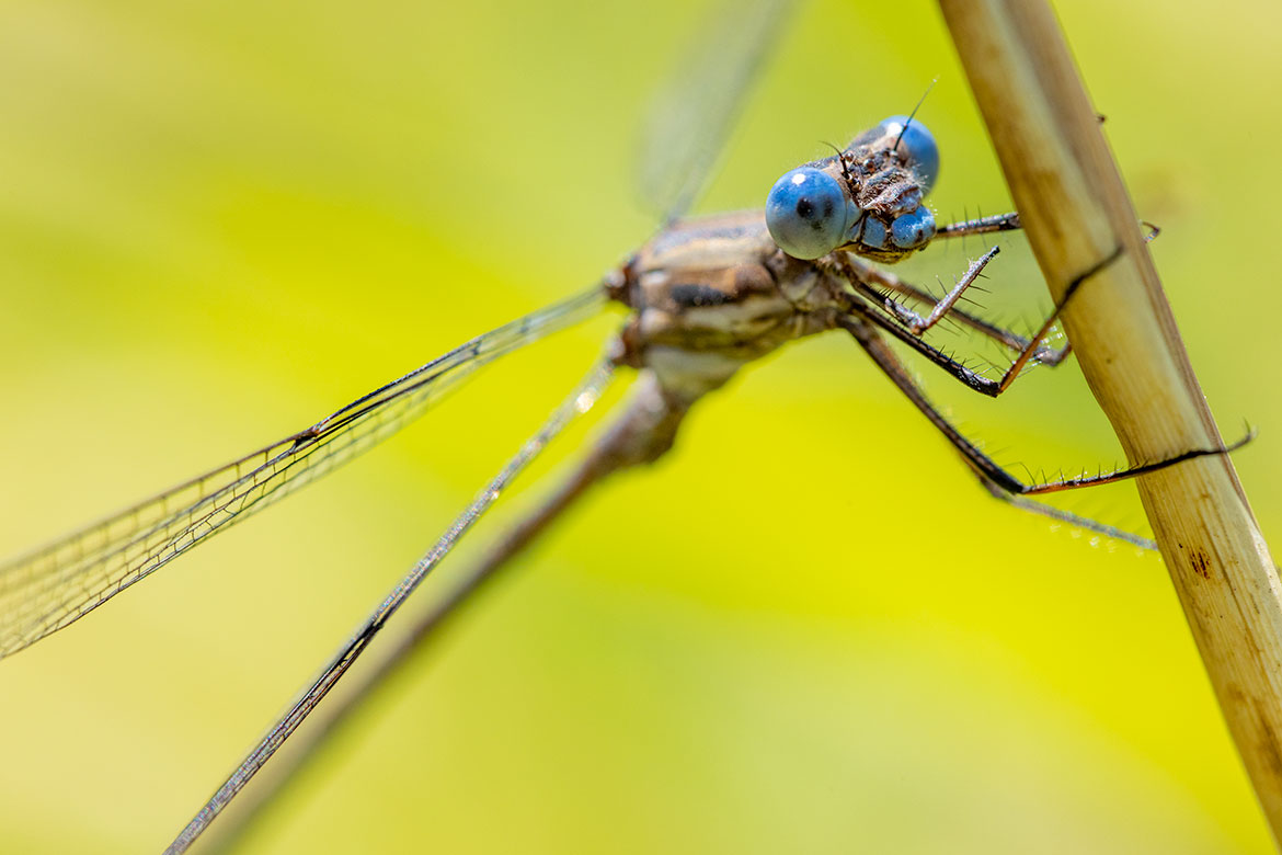 Spotted Spreadwing (Lestes congener) at Koll Wetlands, Oregon—pale thoracic striping; wings held outspread at rest