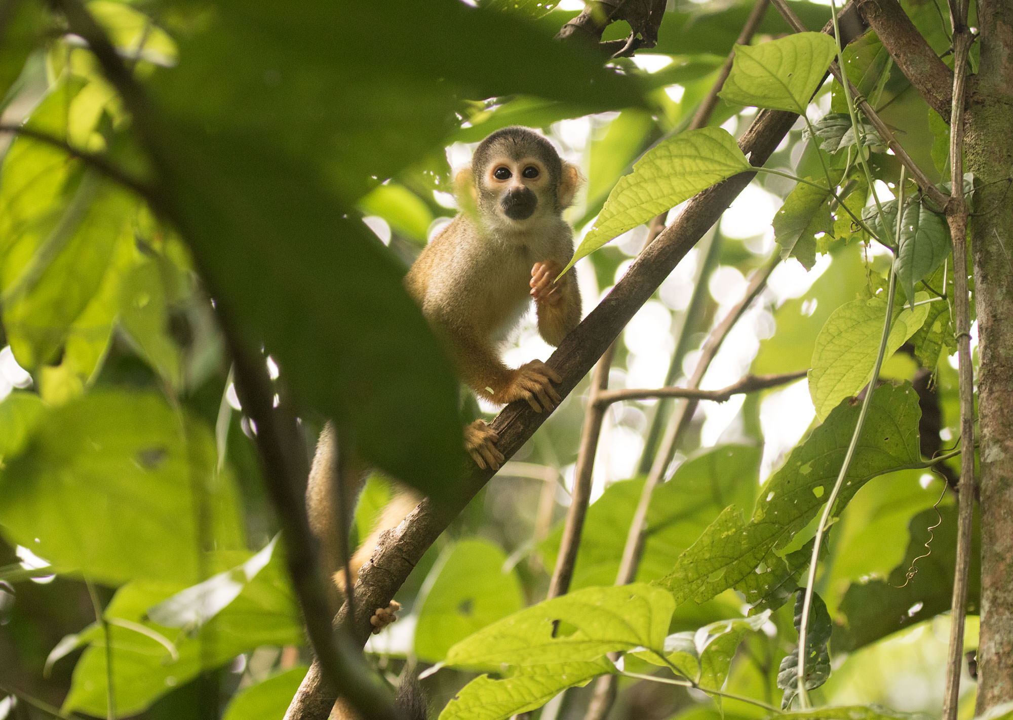 Squirrel Monkey
