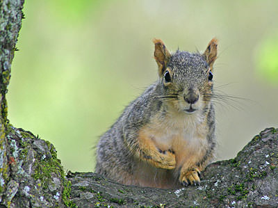 Eastern Fox Squirrel (Sciurus niger)