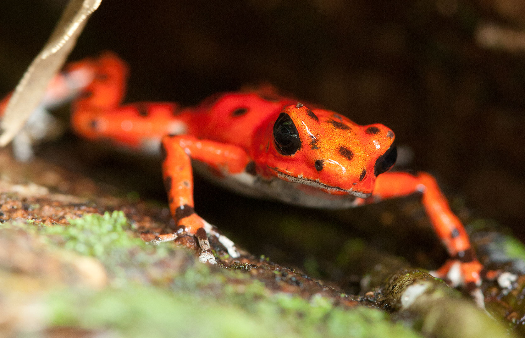 Strawberry Poison-dart Frog