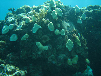 Corals near the development site are already showing stress. This photo shows coral bleaching, a climate change related stress. Photographed by Jane McClanahan.