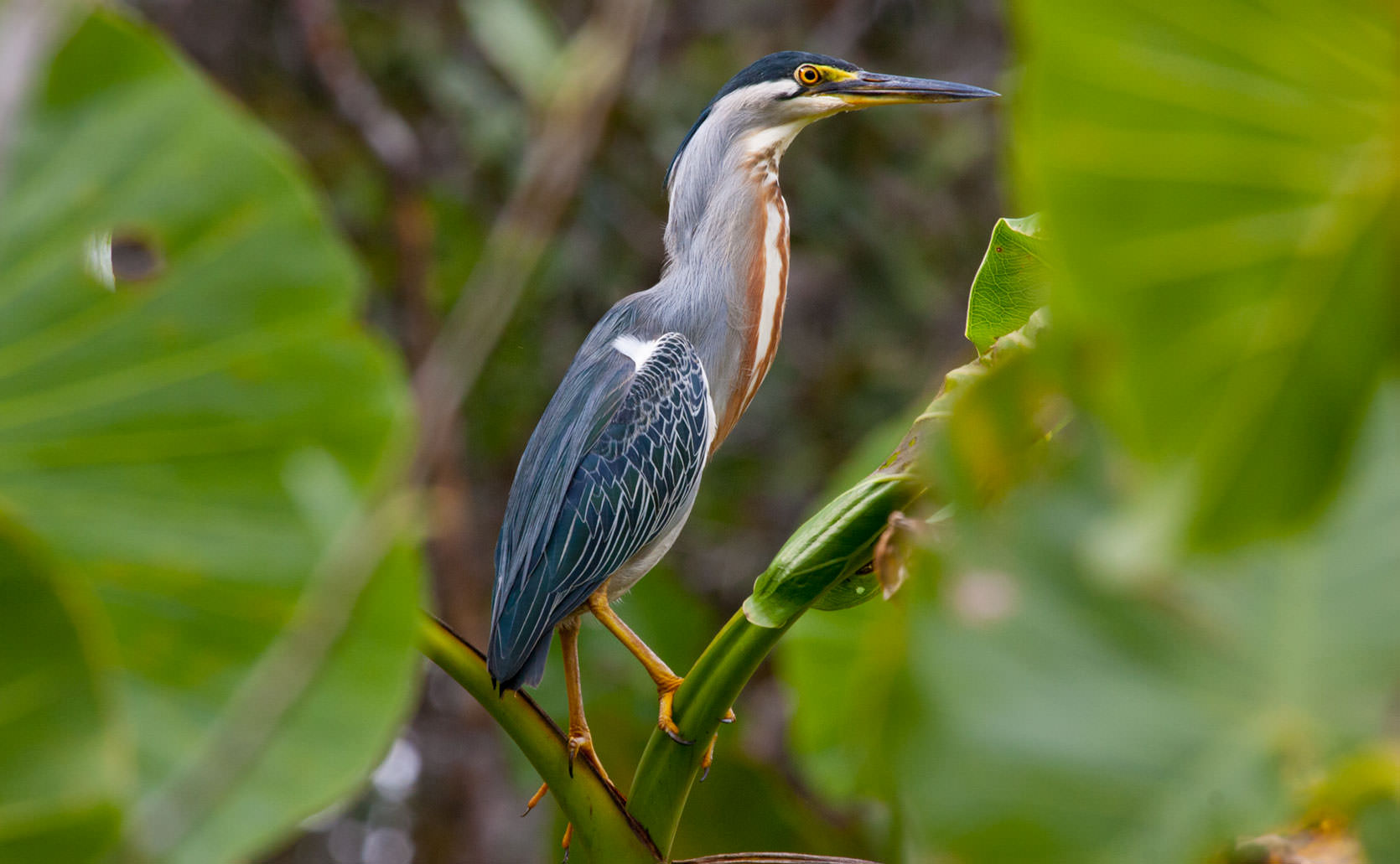 Striated Heron in the blackwater near the Napo River