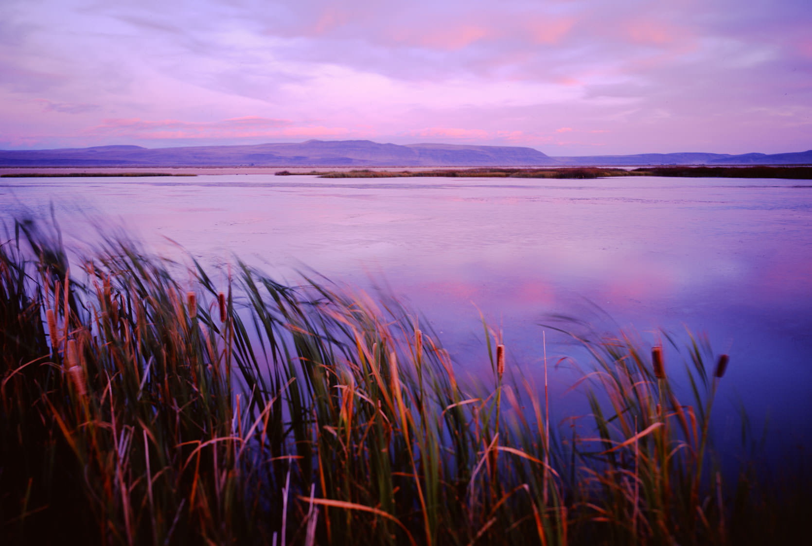 Reeds looking over Summer Lake, Oregon