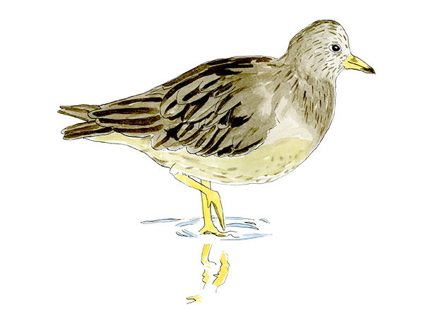 Watercolor and Copic marker sketch of a Surfbird (Calidris virgata), by Erik Gauger.