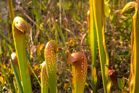 Sweet Swamp in the Southern United States