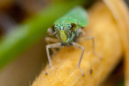 Sylph Hummingbirds in Ecuador