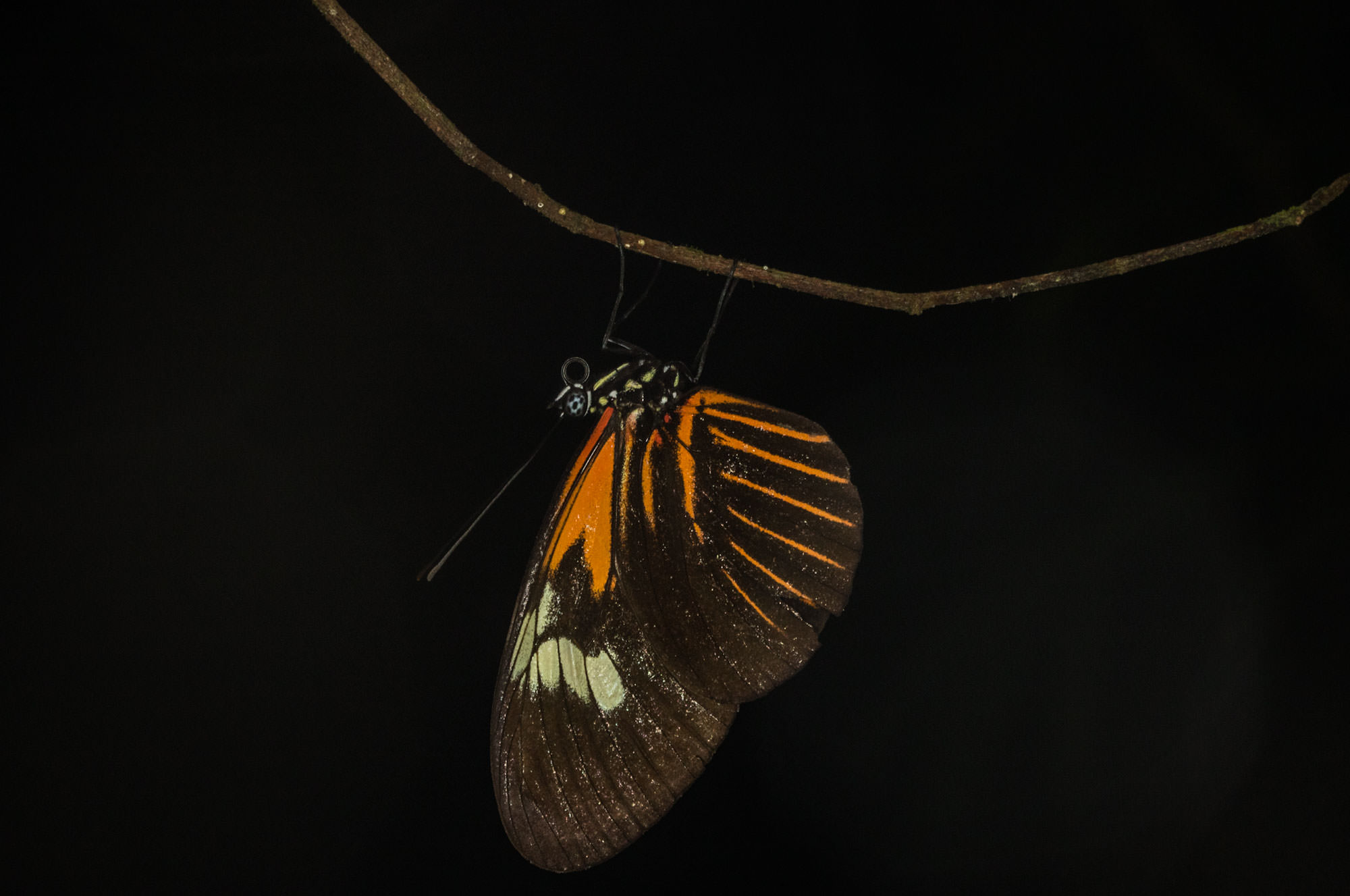Heliconius Butterfly