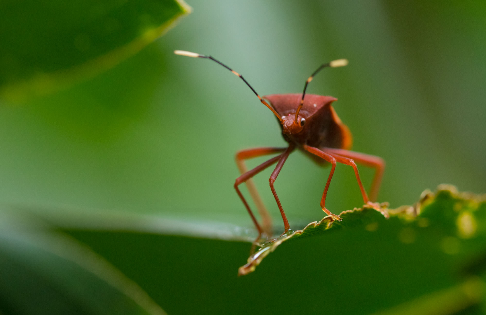 Coreidae Leaf-footed Bug at the Tambopata Research Center