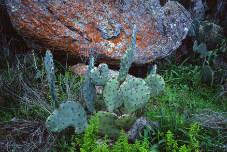 Hill Country in Texas
