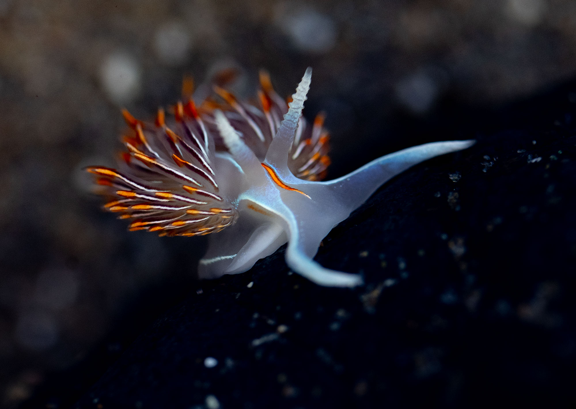 Thick-billed Nudibranch