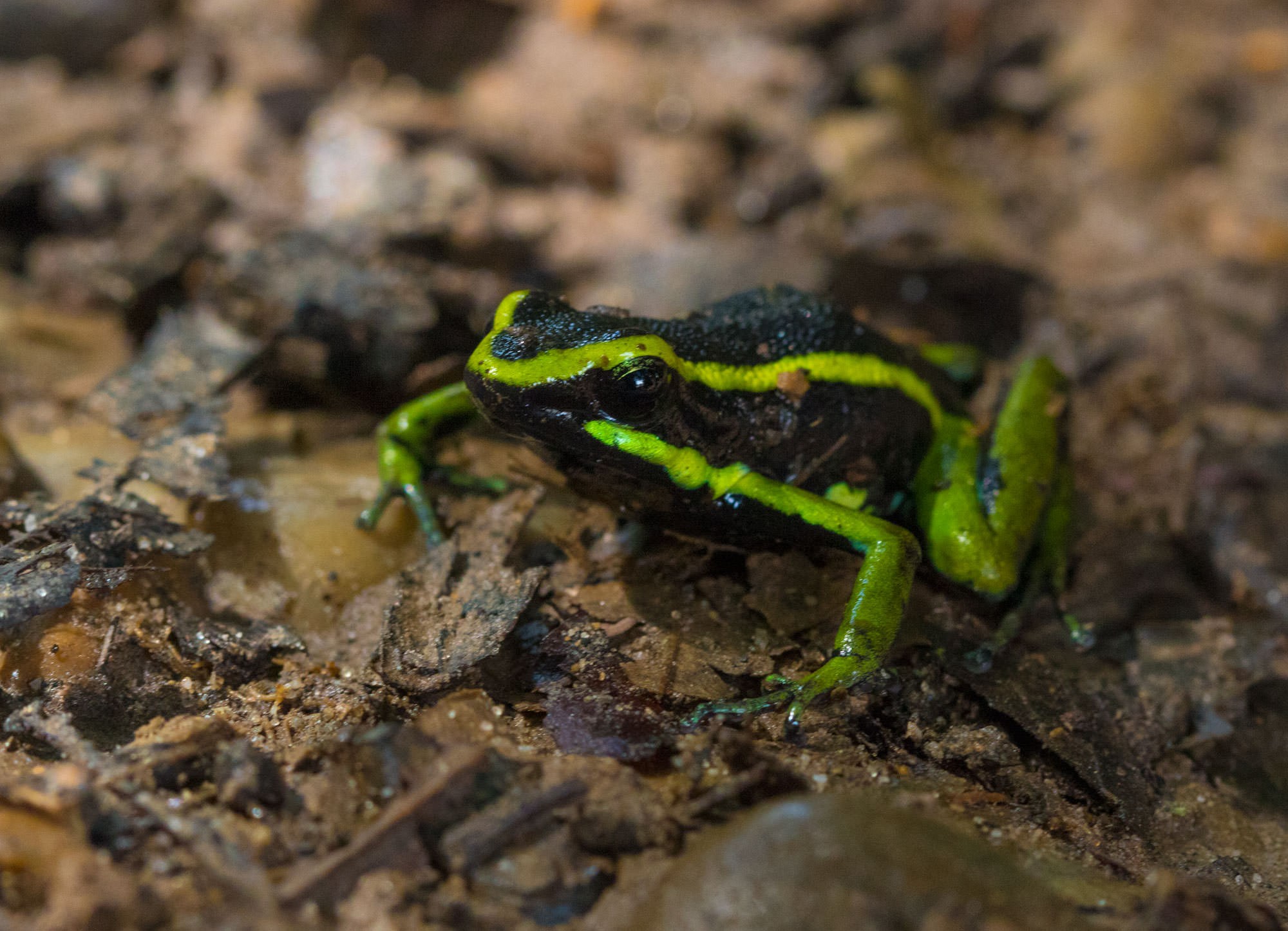 Three-striped Poison Frog