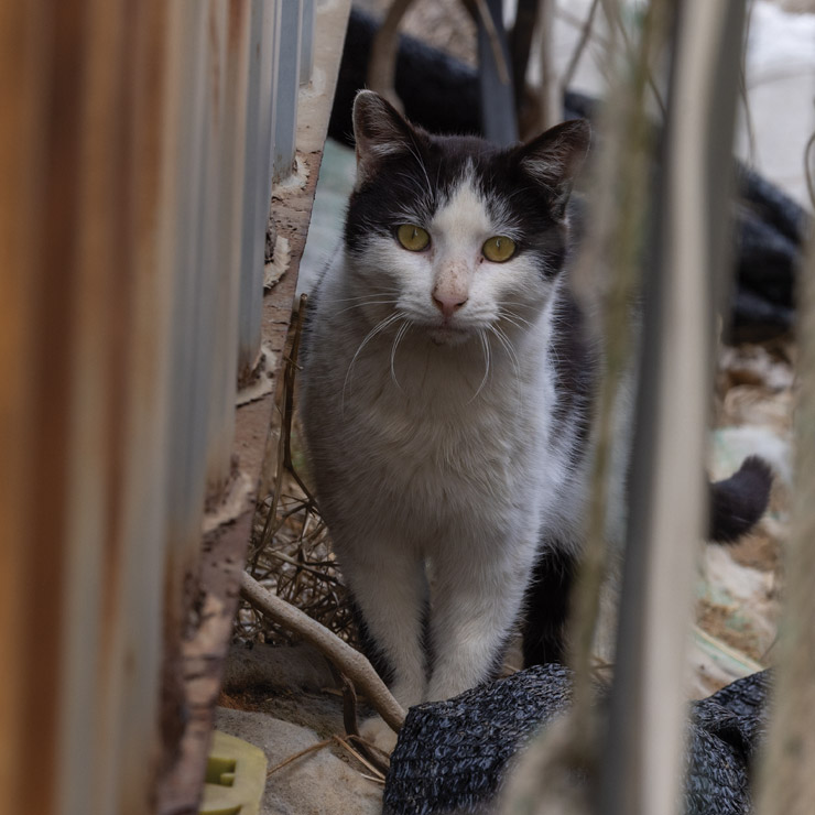 Fishing Crates Country Cat