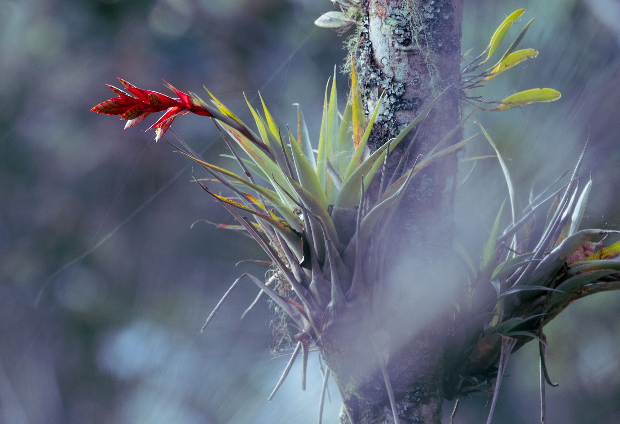 Tillandsia confinis