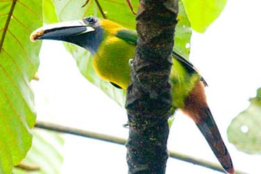 Toucanet