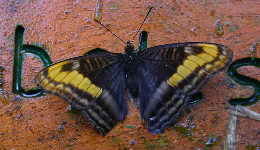 Tracta Sister (Adelpha tracta), Volcan Mombacho, Nicaragua