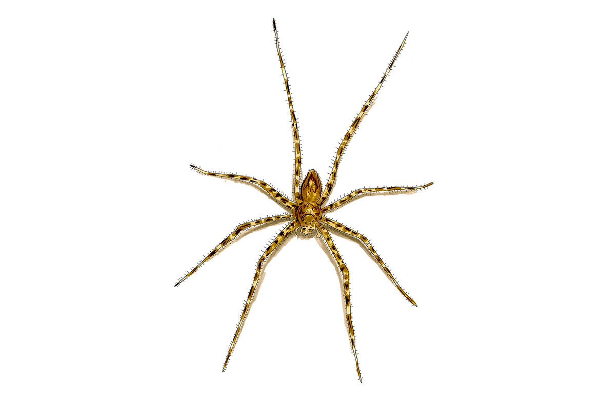 Wolf Spider