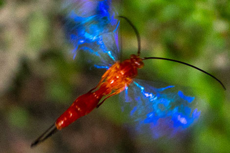 Trogus Wasp in Colombia