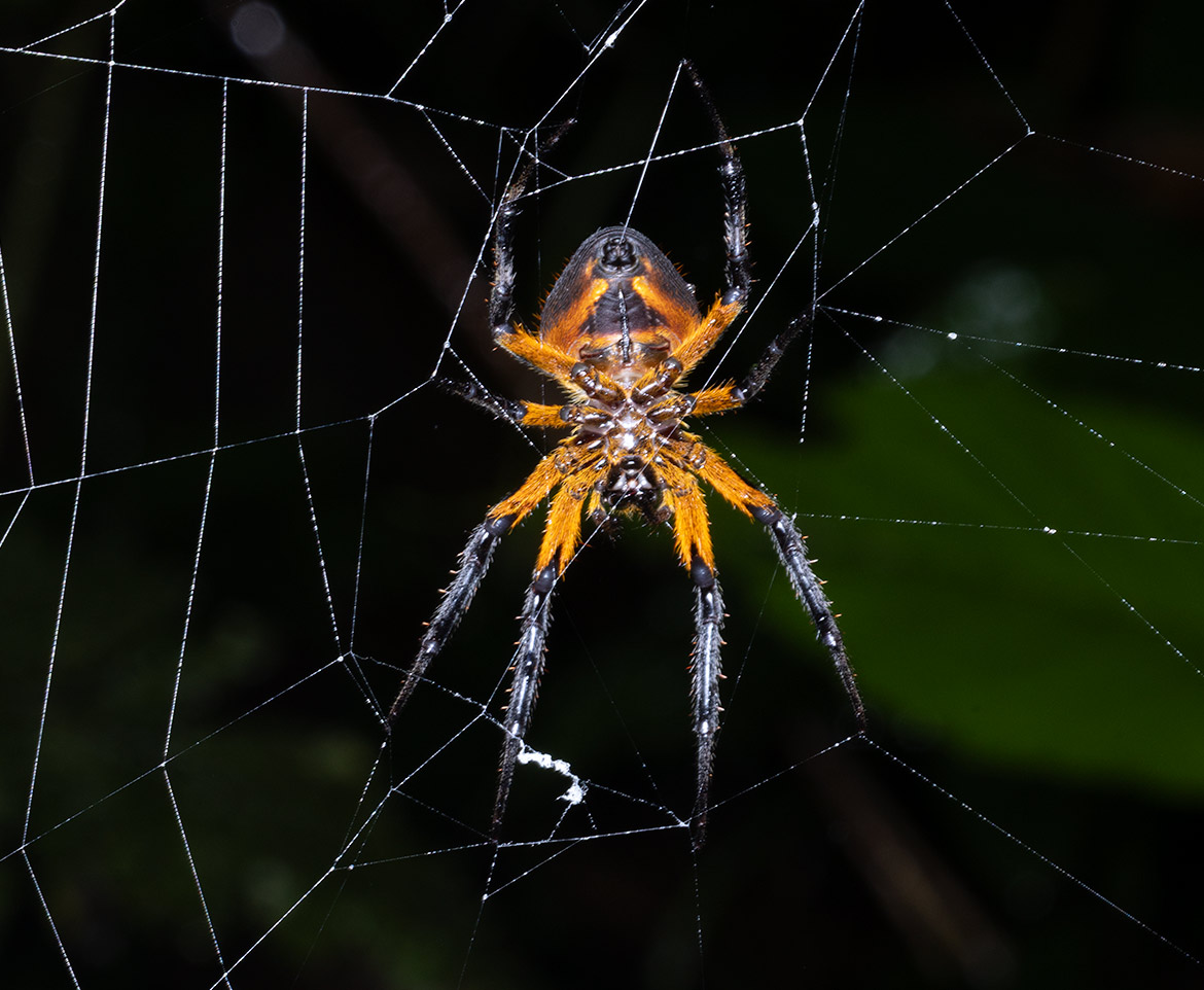Tropical Orb-weaver (Eriophora fuliginea) from Cartago Province, Costa Rica at the hub of its orb web