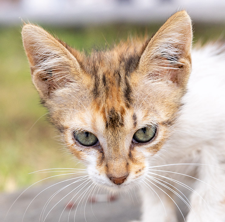 Close-up of a young calico kitten in the Tunis medina, panting slightly and squinting under the strain of an intense summer heatwave, with dry grass and stone in the blurred background.