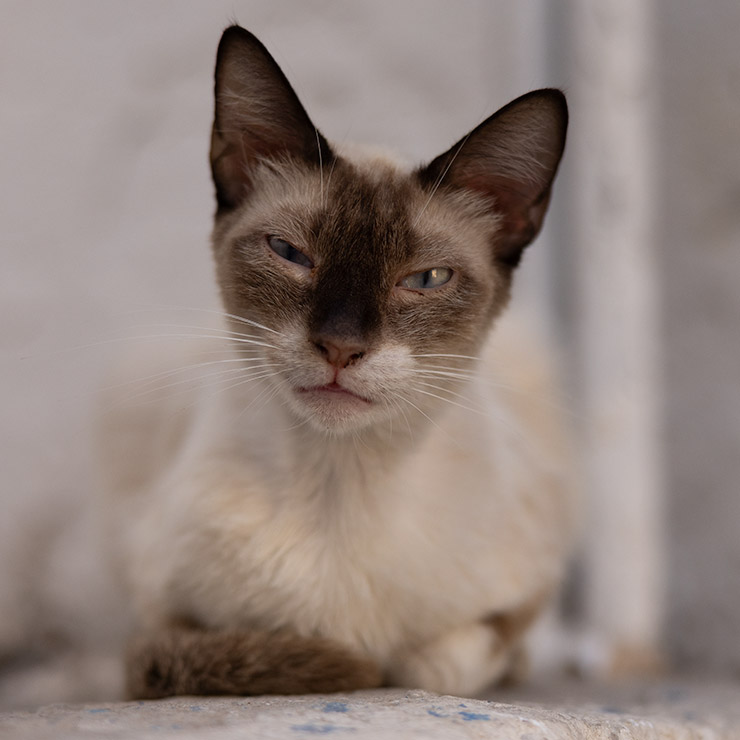 A sleek Tunisian alley cat with cream-colored fur and deep brown Siamese markings lounges against a sunlit wall, squinting with a mix of curiosity and streetwise confidence.