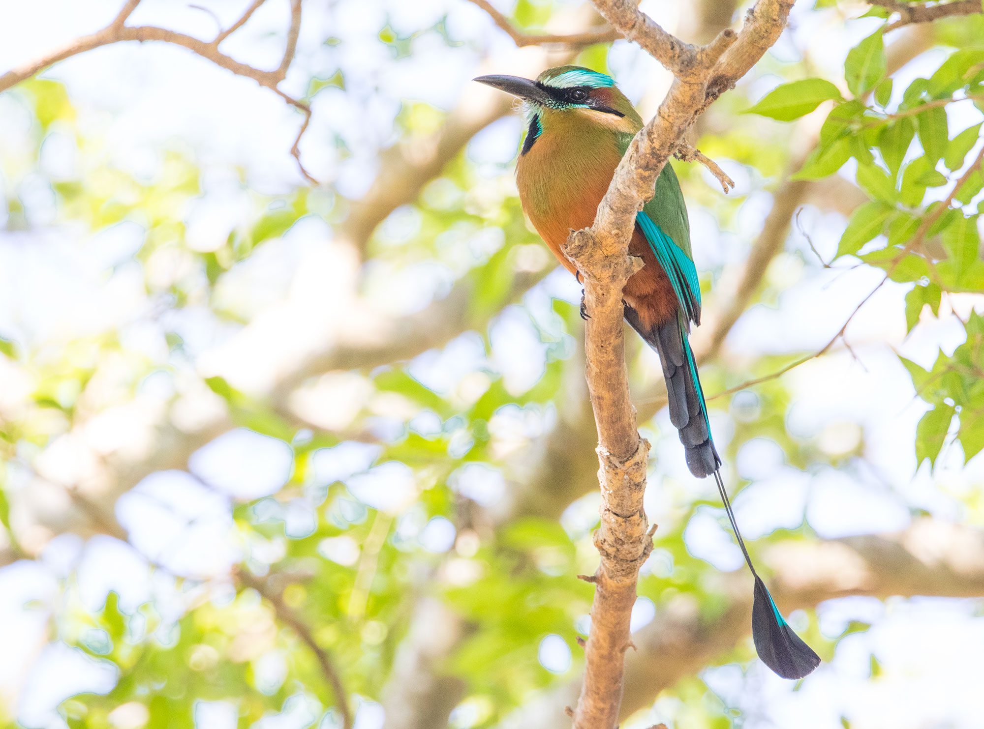 Turquoise-browed Motmot in Merida