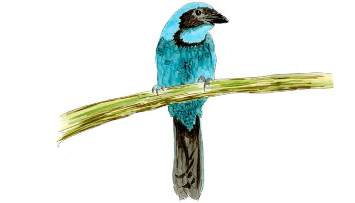 Watercolor and Copic marker sketch of a Turquoise Jay (Cyanolyca turcosa), by Erik Gauger.