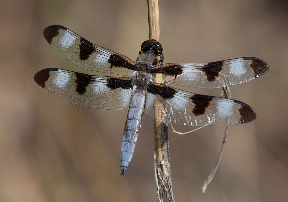 Twelve-spotted Skimmer (Libellula pulchella) male in Central Minnesota—conspicuous white wing patches