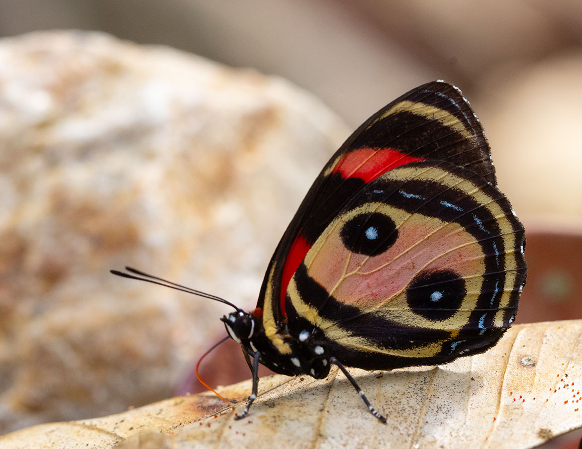 Two-eyed Eighty-eight (Callicore pithaes), Tayrona National Park region, Magdalena, Colombia