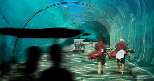 Underwater at a Golf Course in the Maldives