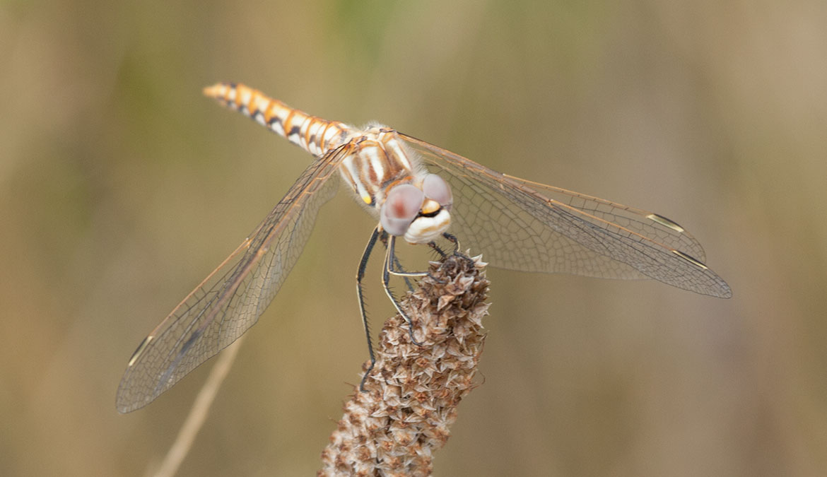 Variegated Meadowhawk (Sympetrum corruptum) adult female in Tualatin, Oregon—mottled thorax and banded abdomen