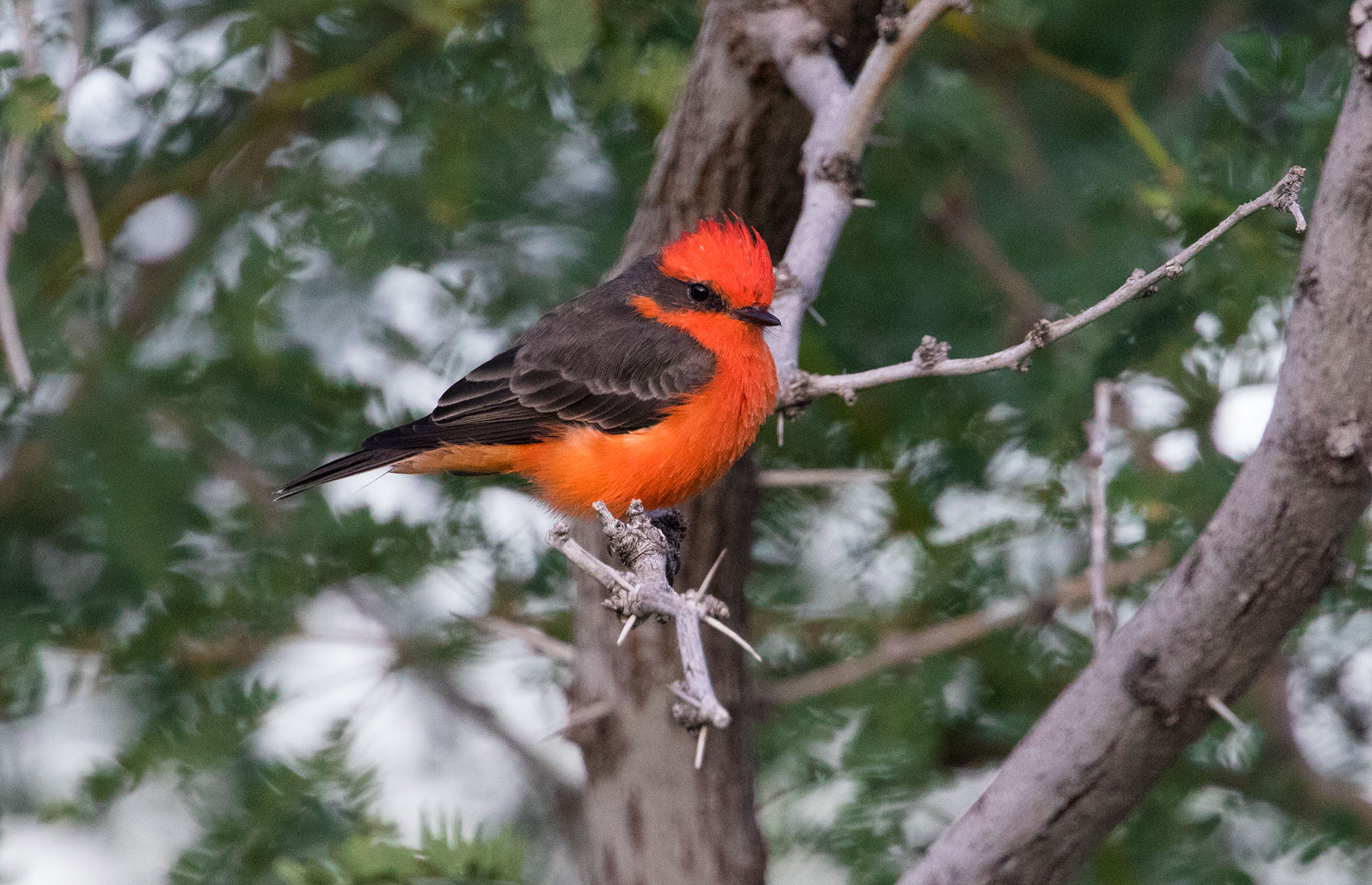 Vermilion Flycatcher