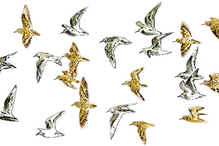 Vikings Stadium exterior with glass facade