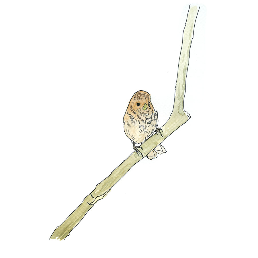 Watercolor and Copic marker sketch of a Vinous-throated Parrotbill (Suthora webbiana), by Erik Gauger.