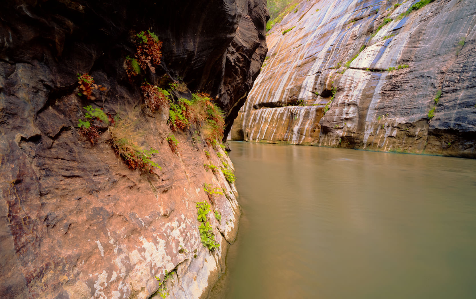 Virgin Narrows, Zion Canyon National Park