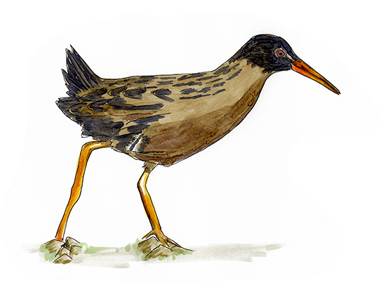 Watercolor and Copic marker sketch of a Virginia Rail (Rallus limicola), by Erik Gauger.