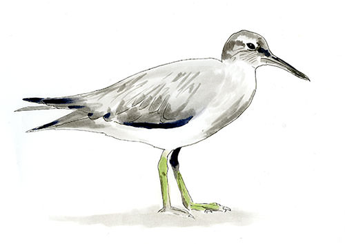 Watercolor and Copic marker sketch of a Wandering Tattler (Tringa incana), by Erik Gauger.