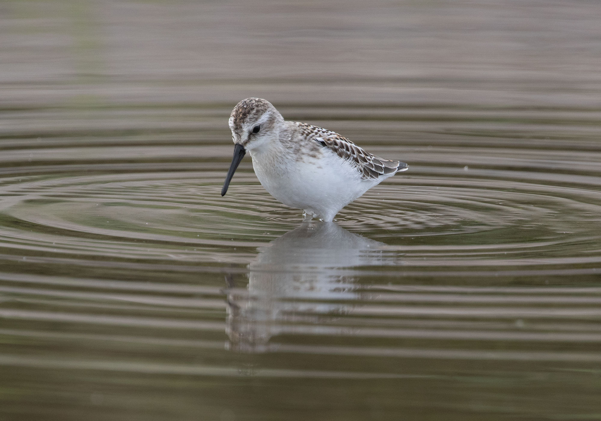 Western Sandpiper, Shi Shi Beach, Washington