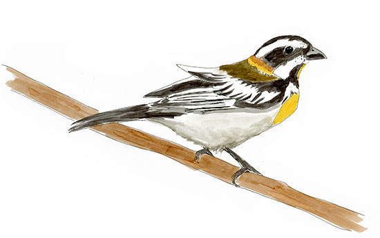 Watercolor and Copic marker sketch of a Western Spindalis (Spindalis zena), by Erik Gauger.