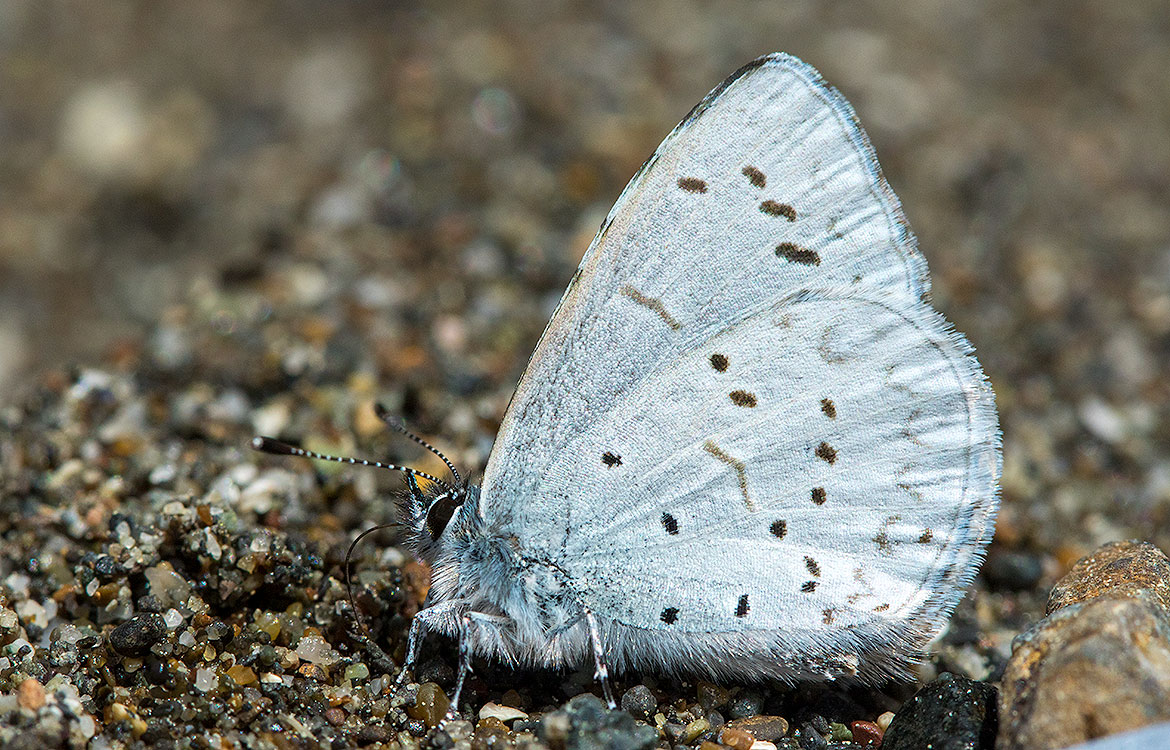 Western Tailed-blue (Cupido amyntula), Samuel H. Boardman State Scenic Corridor, Oregon