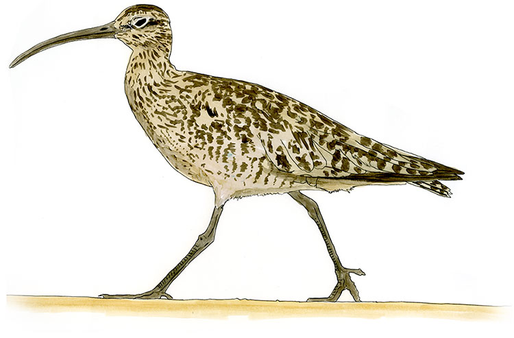 Watercolor and Copic marker sketch of a Whimbrel (Numenius phaeopus), by Erik Gauger.