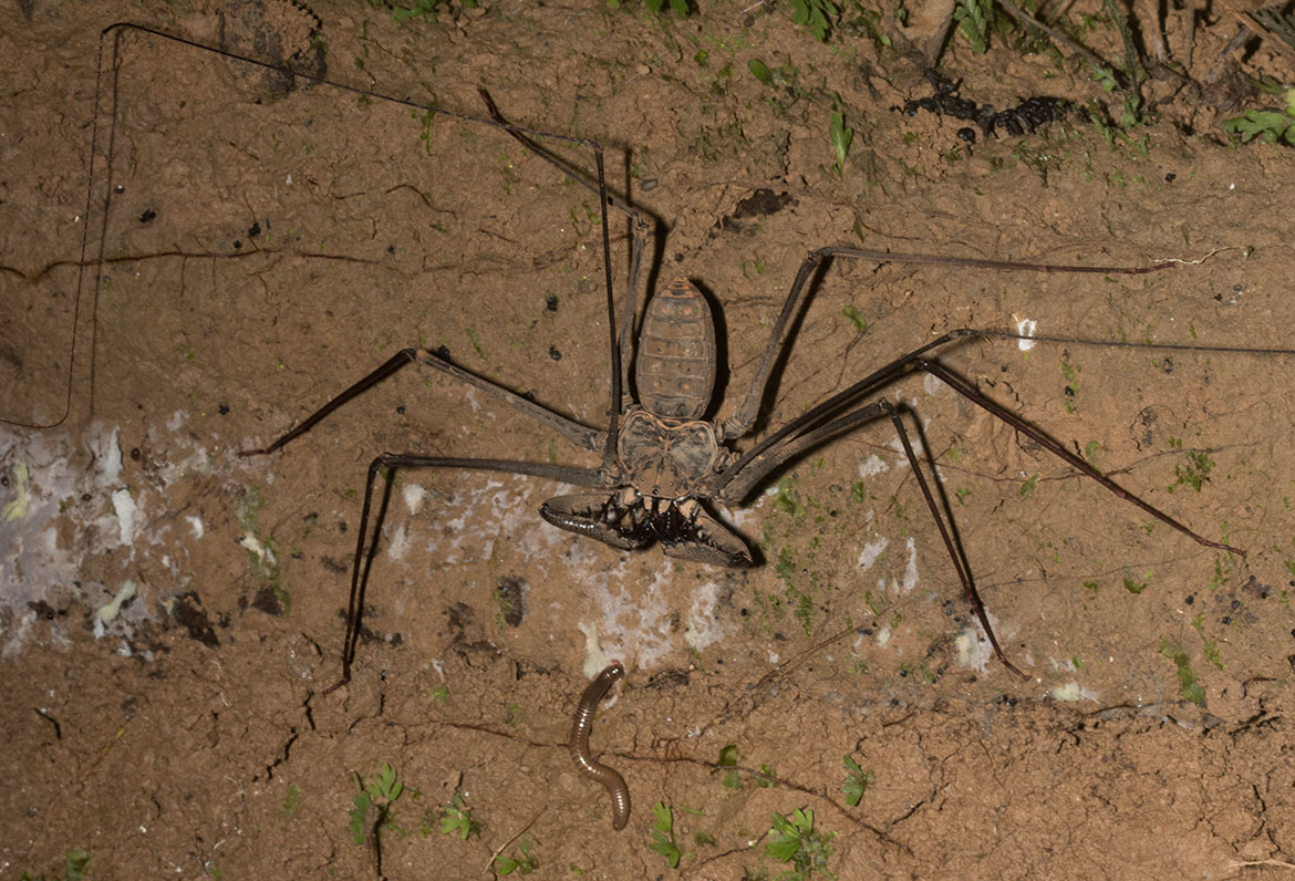 Whip scorpion (Heterophrynus elaphus) from Tambopata, Peru with raptorial pedipalps